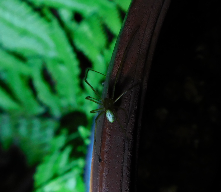 Enoplognatha ovata/latimana