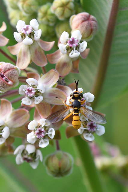 Conopidae - fejeslegyek