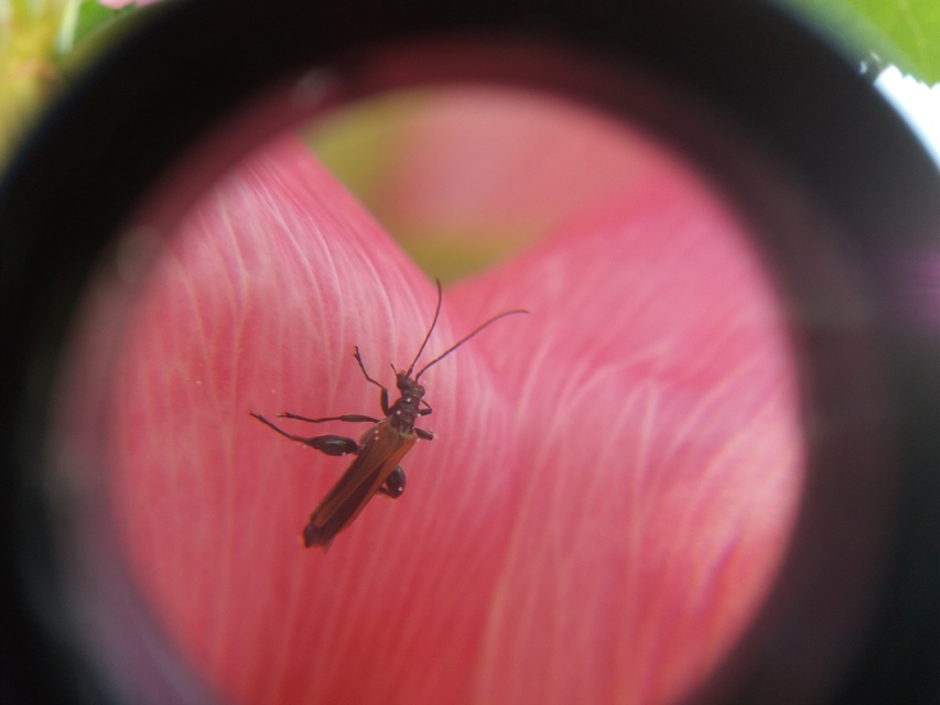 Oedemera femorata - sárgahátú álcincér