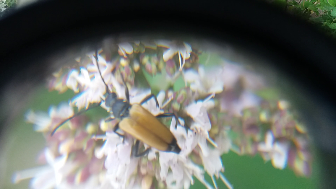 Stictoleptura fulva - vörhenyes virágcincér