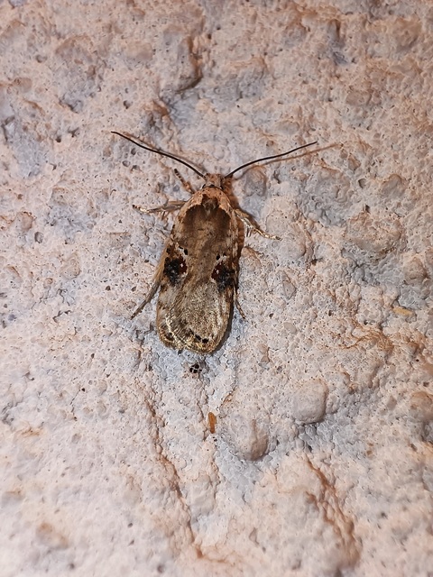 Agonopterix alstromeriana - bürök-laposmoly