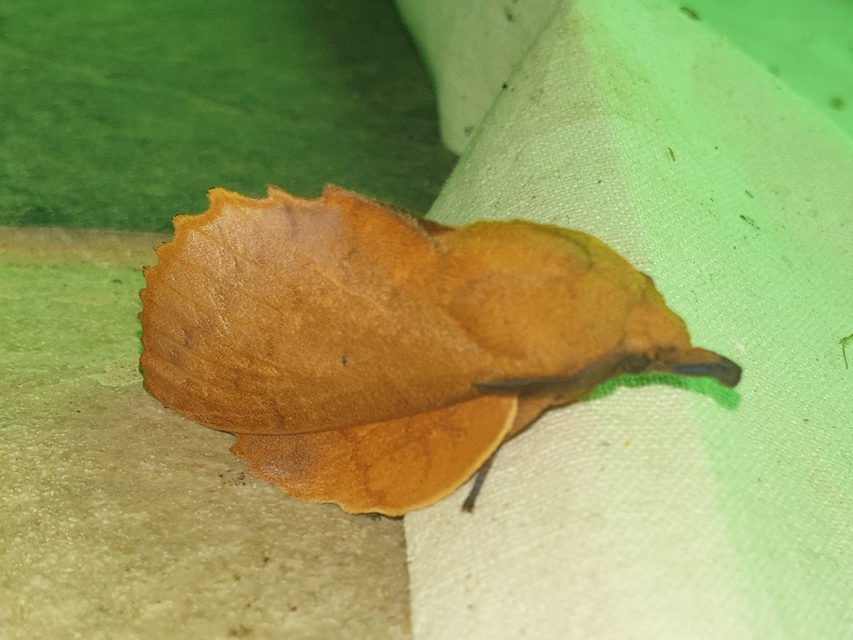 Gastropacha quercifolia - tölgylevélpohók