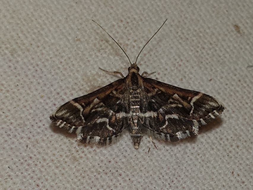 Diasemia reticularis - betűmintás tűzmoly