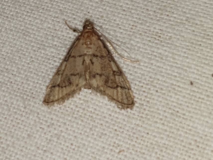 Metasia ophialis - kígyósávos tűzmoly