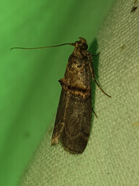 Nephopterix angustella - kecskerágó-karcsúmoly