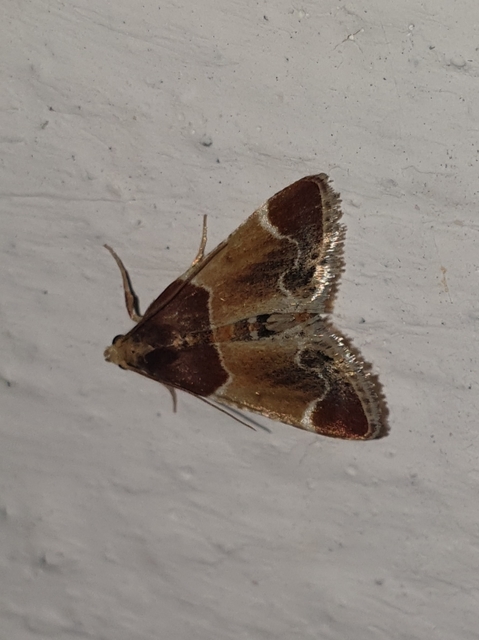 Pyralis farinalis - lisztilonca