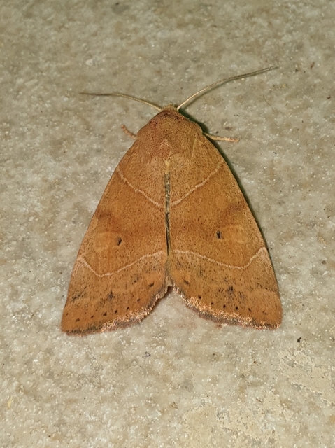 Cosmia trapezina - közönséges lombbagoly