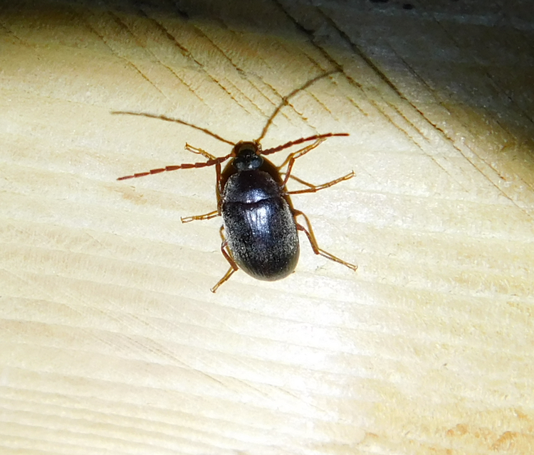 Hymenalia rufipes - rőtlábú alkonybogár