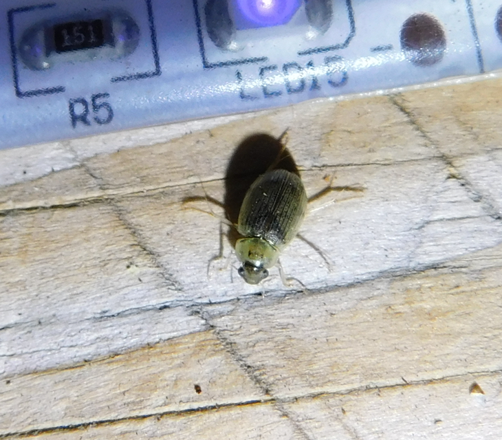 Berosus spinosus - széki szemescsibor Berosus spinosus - széki szemescsibor