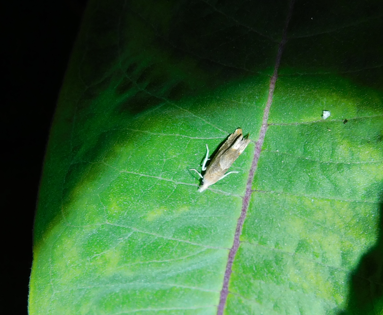 Eucosma