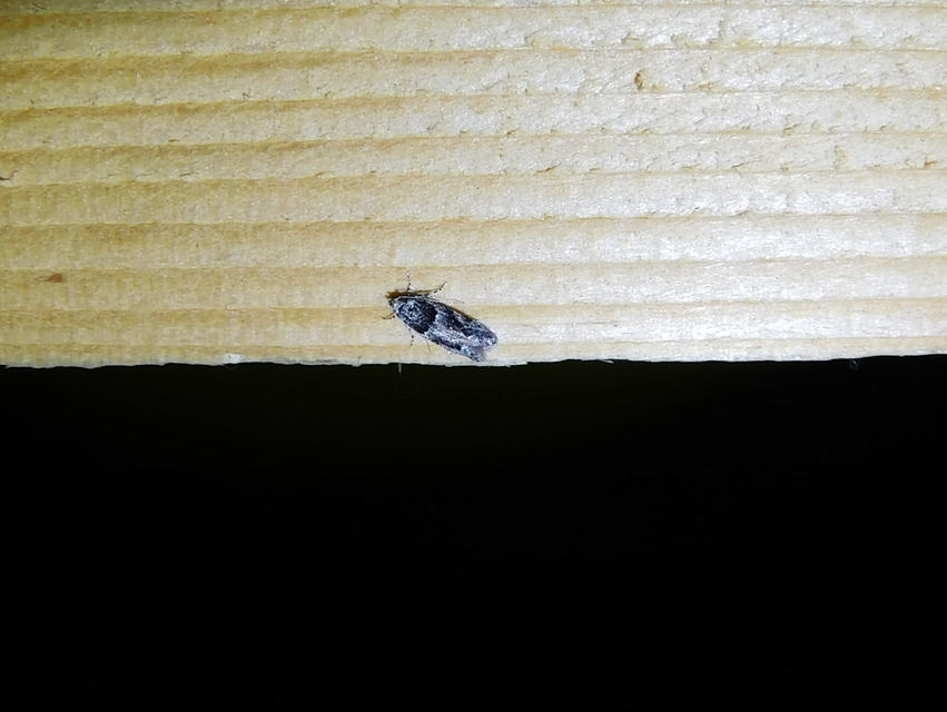 Recurvaria nanella - kis vörös-rügysodrómoly