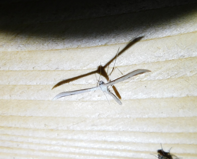Emmelina monodactyla/argoteles