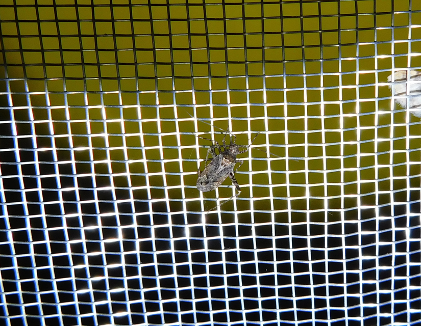 Phytocoris