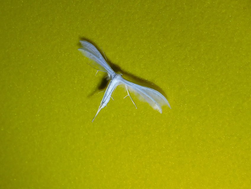 Pterophorus pentadactyla - fehér tollasmoly