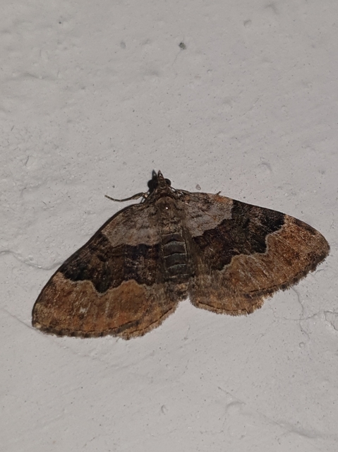 Xanthorhoe quadrifasiata - négysávos tarkaaraszoló
