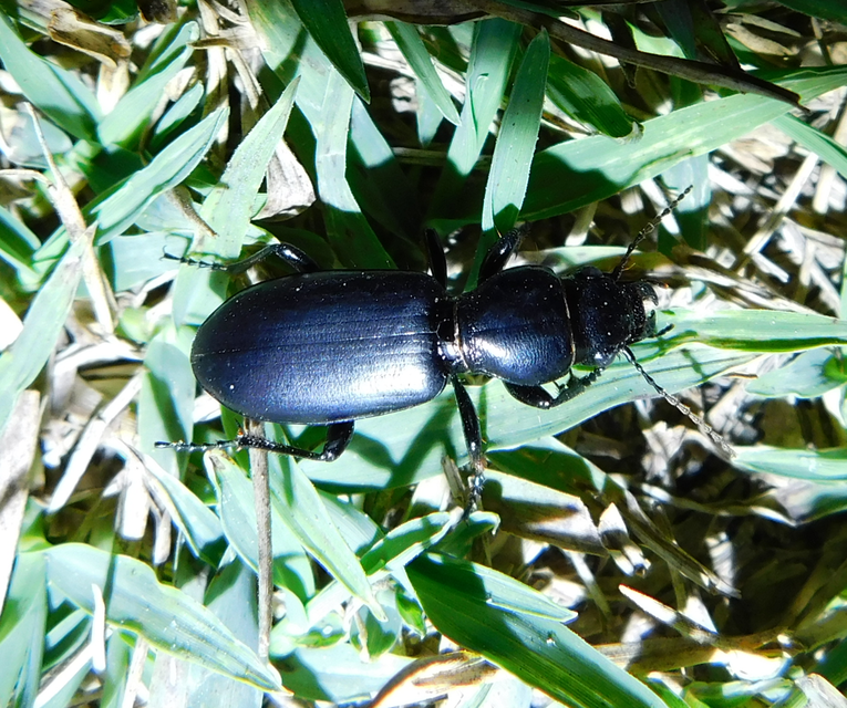 Broscus cephalotes - busafutó