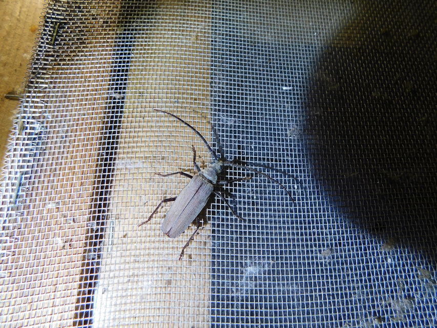 Aegosoma scabricorne - diófacincér
