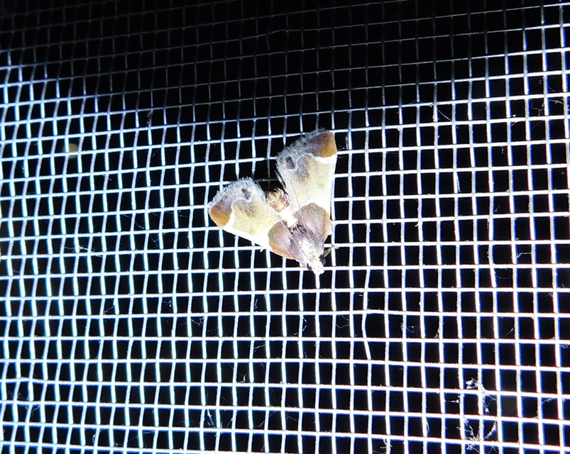 Pyralis farinalis - lisztilonca