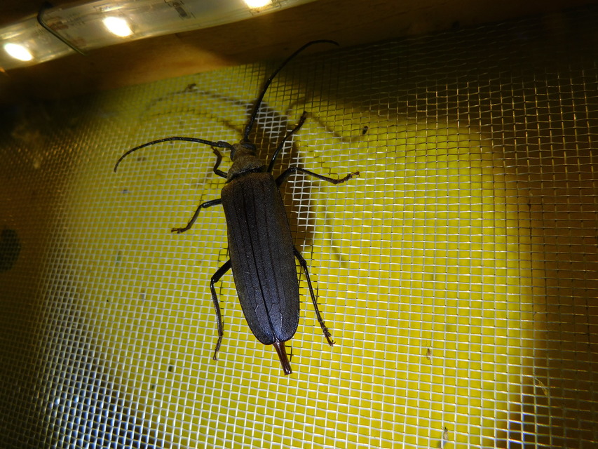 Aegosoma scabricorne - diófacincér