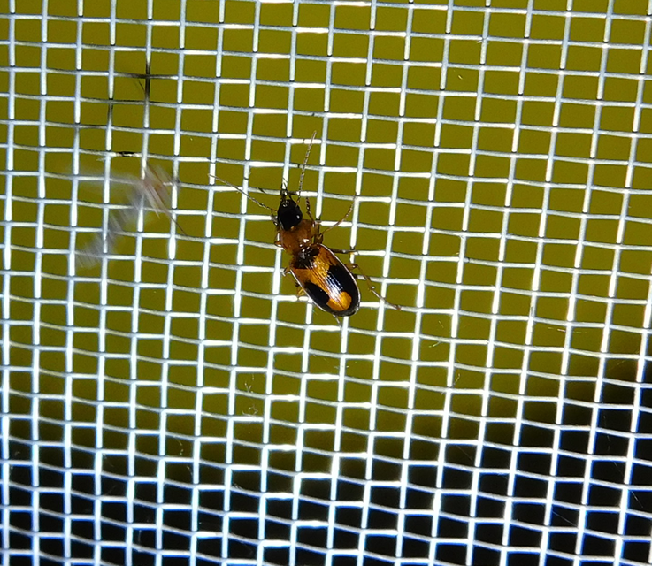 Badister meridionalis - közönséges posványfutonc