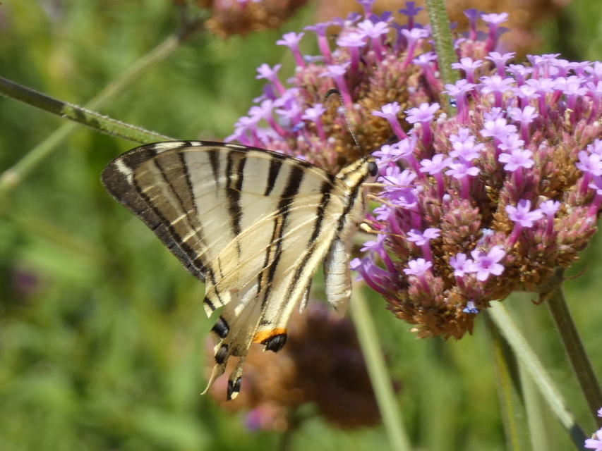 Iphiclides podalirius - kardoslepke