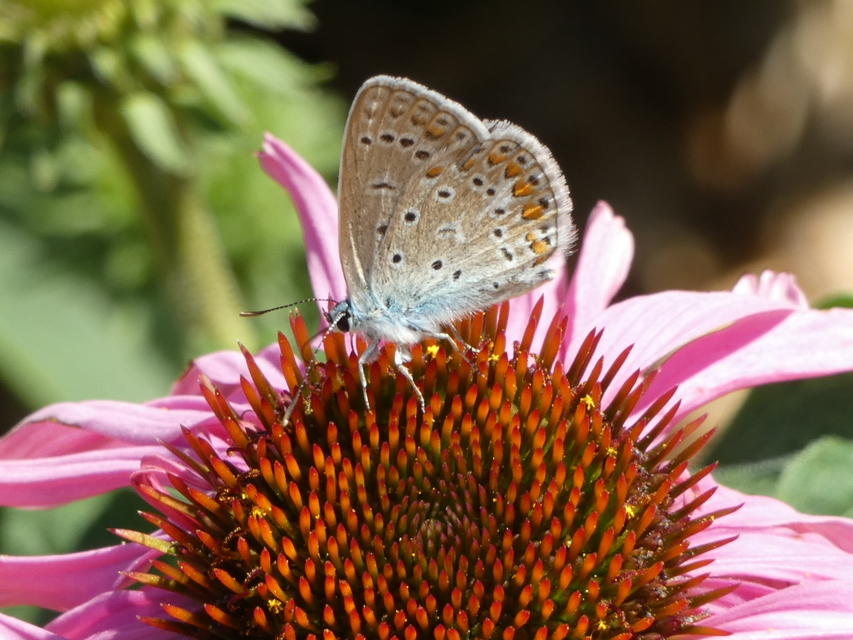 Polyommatus icarus - közönséges boglárka