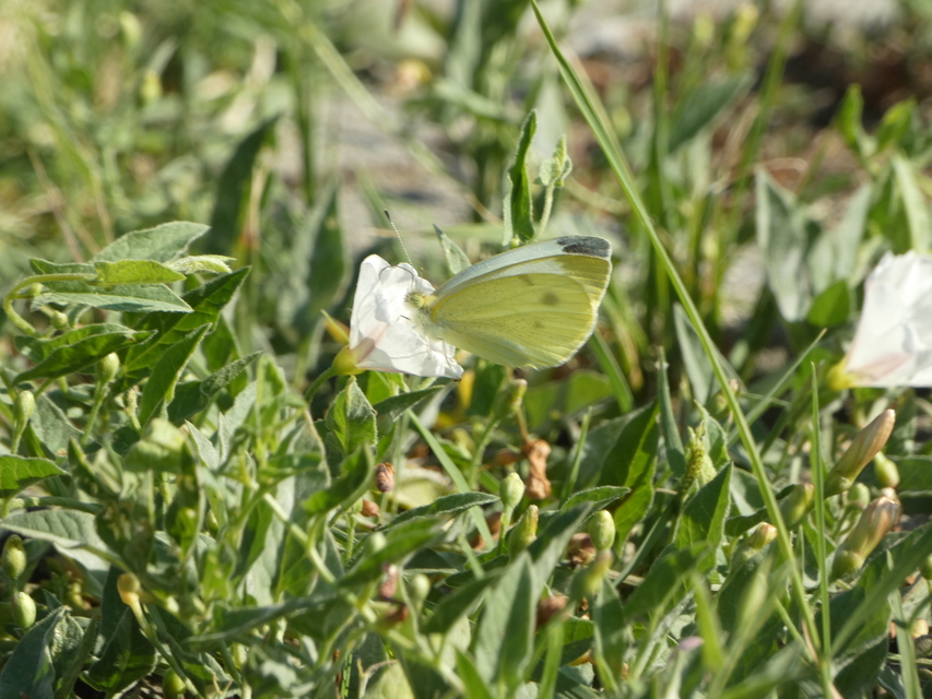 Pieris rapae - répalepke