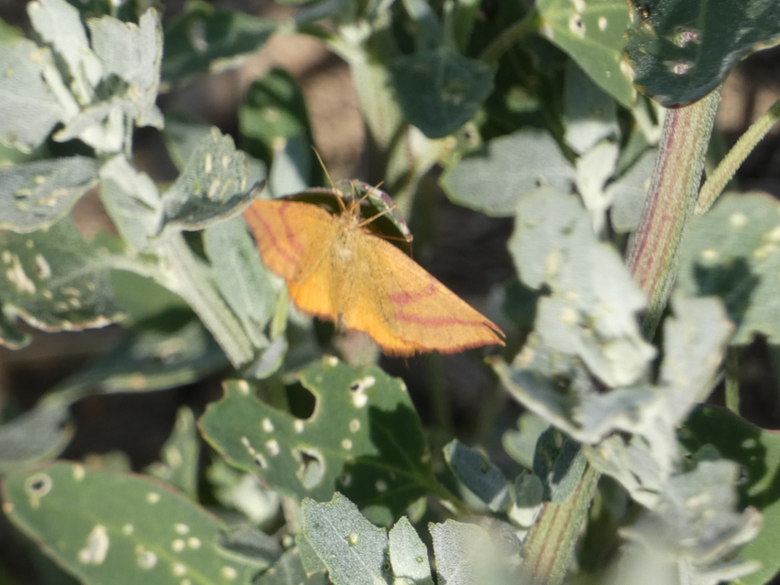 Lythria purpuraria - bíborsávos araszoló