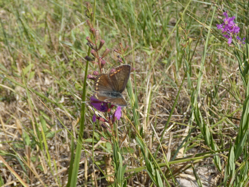 Polyommatus icarus - közönséges boglárka