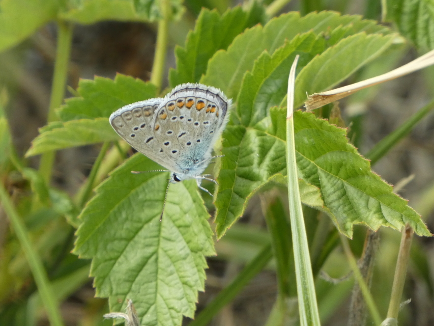 Polyommatus icarus - közönséges boglárka