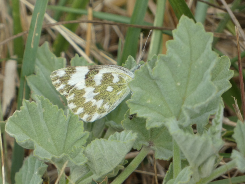 Pontia edusa - rezedalepke