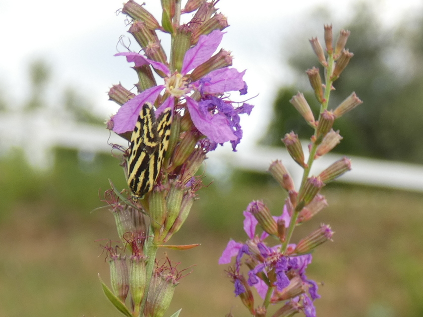 Emmelia trabealis - zebrabagoly