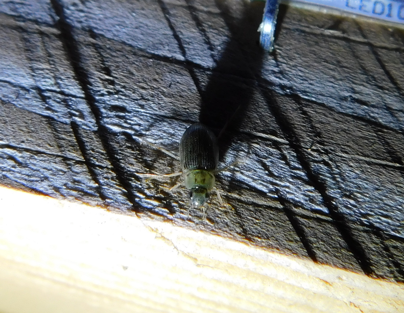 Berosus spinosus - széki szemescsibor Berosus spinosus - széki szemescsibor