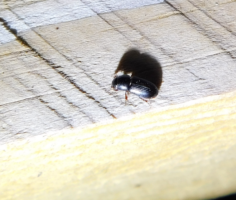 Aphodius varians - változékony trágyabogár