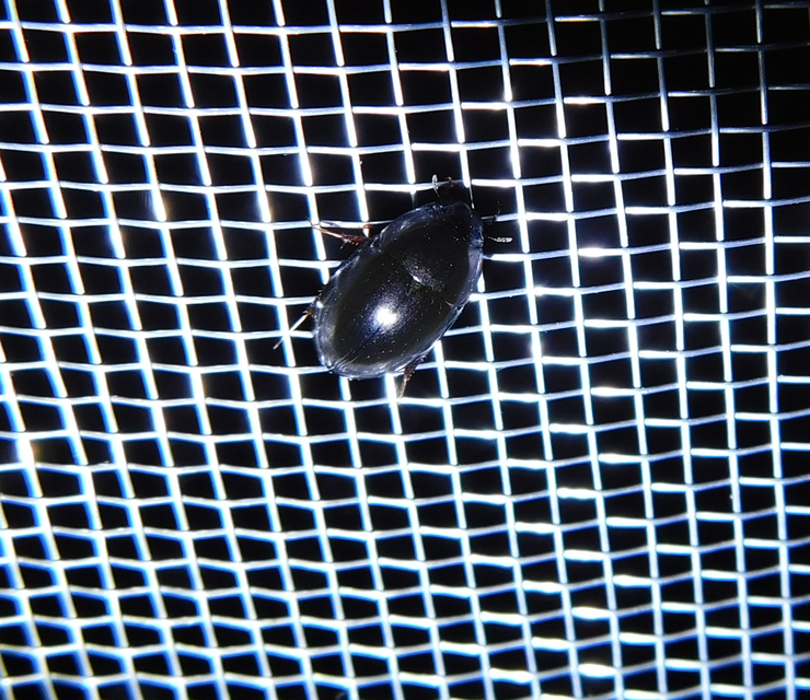 Limnoxenus niger - fekete csibor