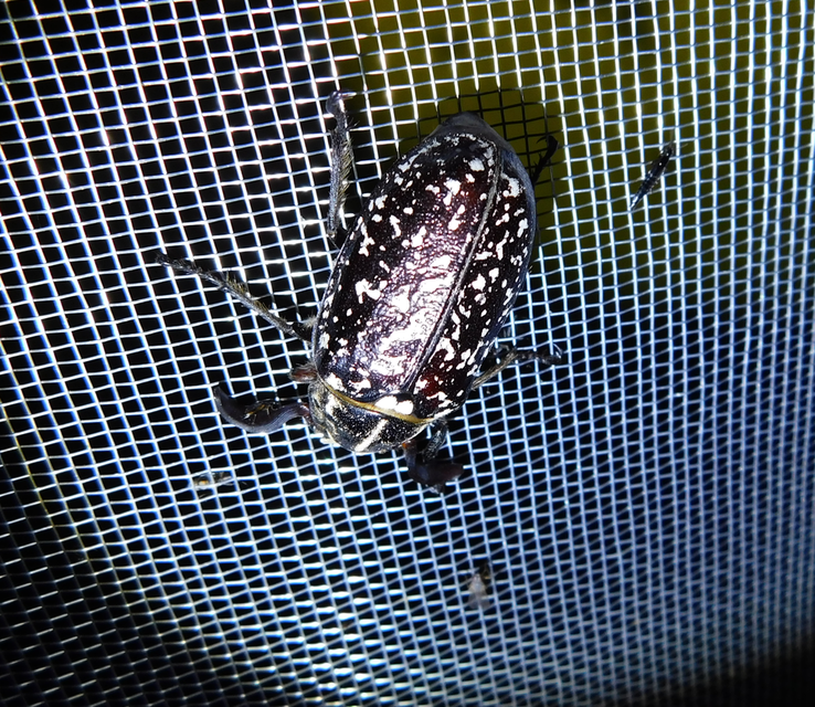 Polyphylla fullo - csapó cserebogár