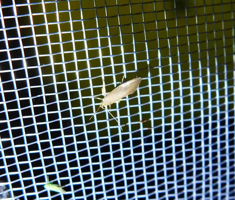 Crassa tinctella/unitella