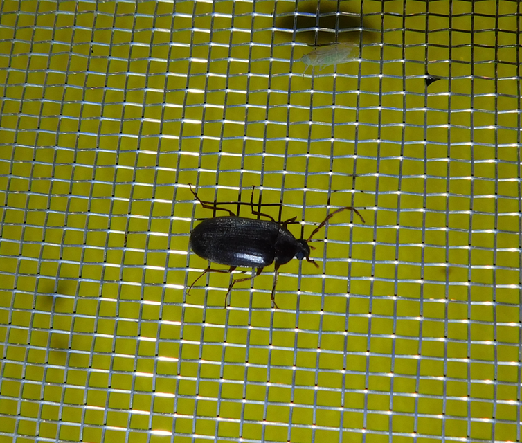 Hymenalia rufipes - rőtlábú alkonybogár