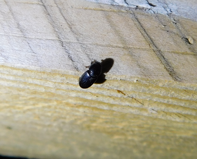 Aphodius varians - változékony trágyabogár
