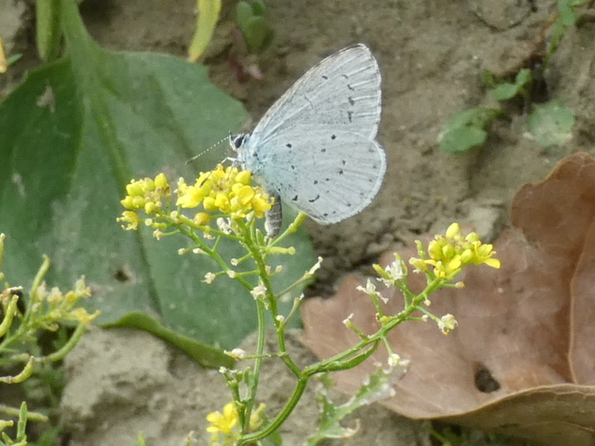 Celastrina argiolus - bengeboglárka