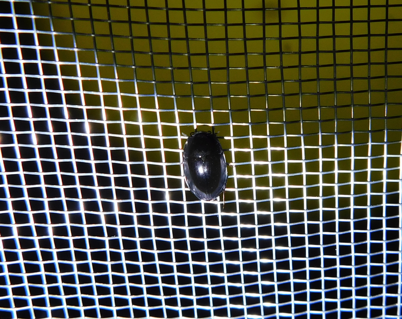 Limnoxenus niger - fekete csibor
