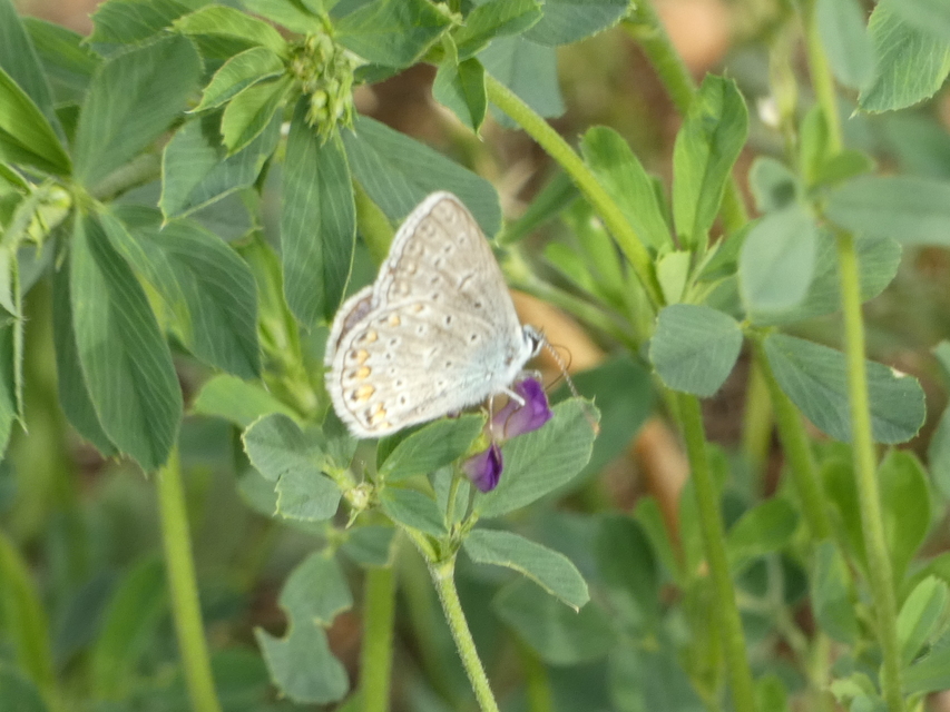 Polyommatus icarus - közönséges boglárka