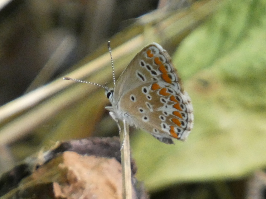 Aricia agestis - szerecsenboglárka