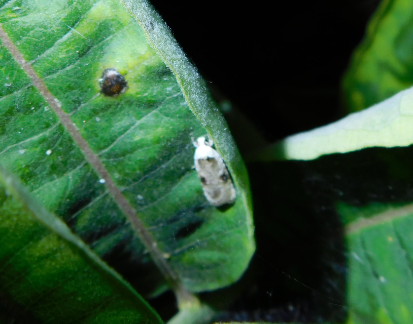 Agonopterix alstromeriana - bürök-laposmoly