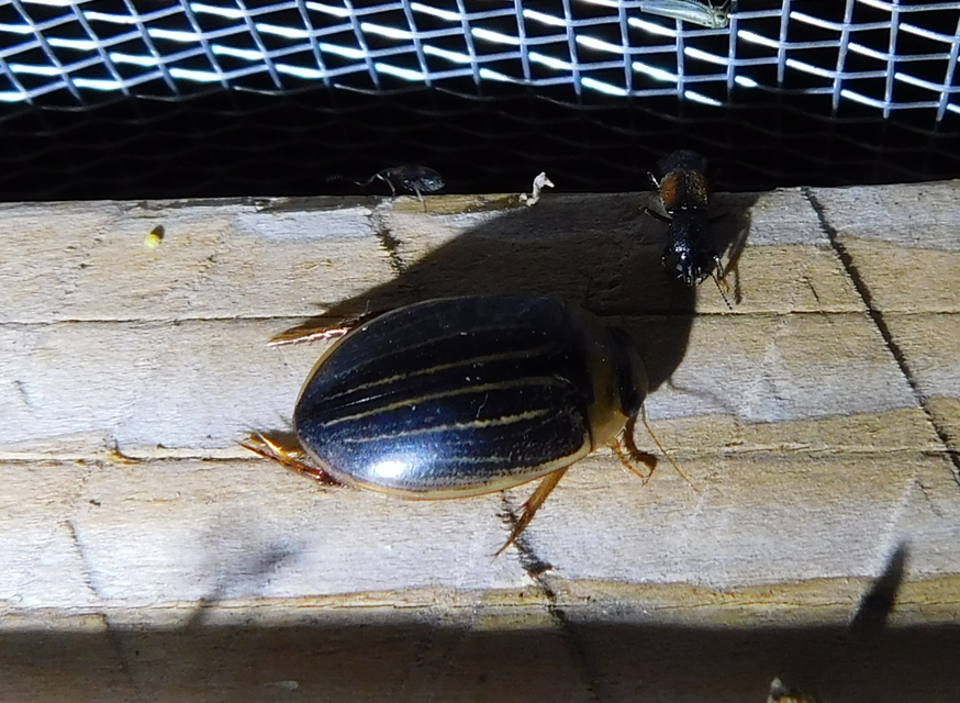 Hydaticus grammicus - déli mocsáricsíkbogár