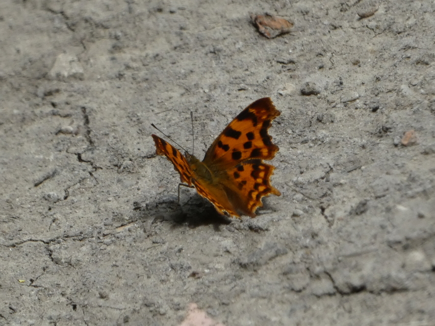 Nymphalis c-album - C-betűs lepke