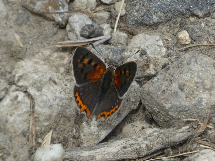 Lycaena phlaeas - közönséges tűzlepke