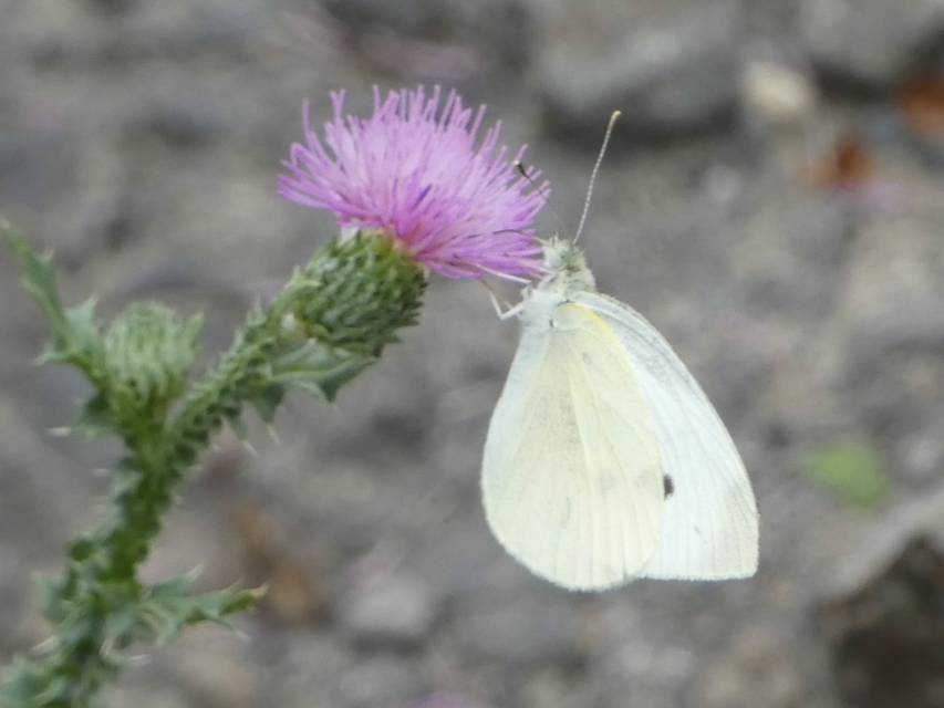Pieris rapae - répalepke