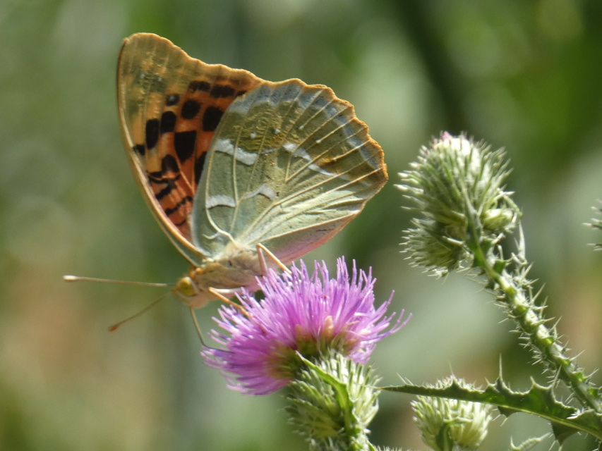 Argynnis pandora - zöldes gyöngyházlepke