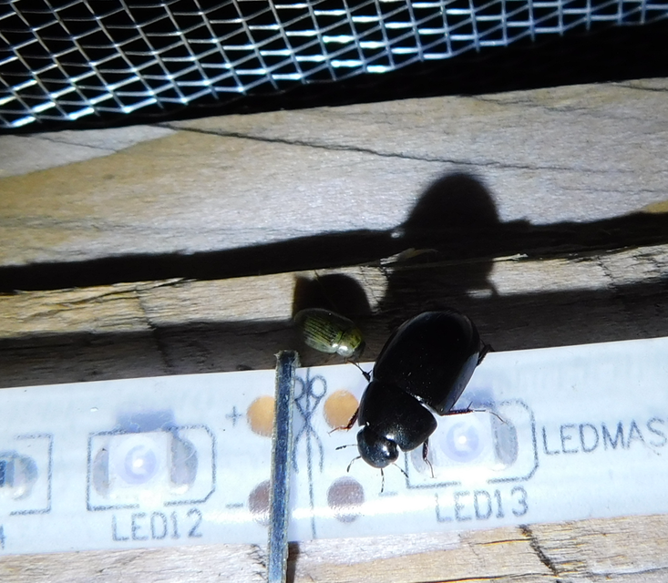 Limnoxenus niger - fekete csibor